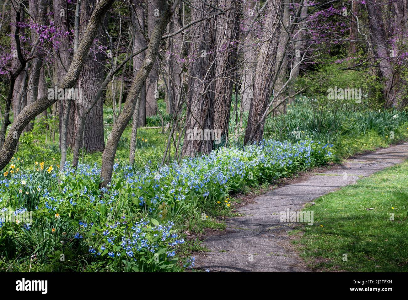 Alberi di germoglio rossi e fiori selvatici blu e giallo fiaccano questo grazioso percorso curvilinoso in un bosco primaverile Foto Stock