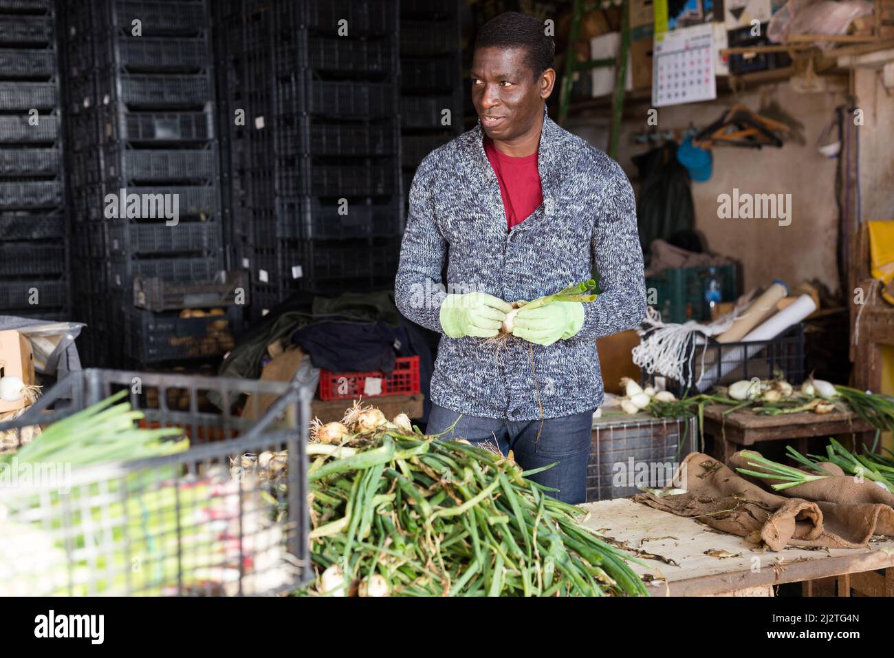 Agricoltore africano americano che ordina le cipolle verdi Foto Stock