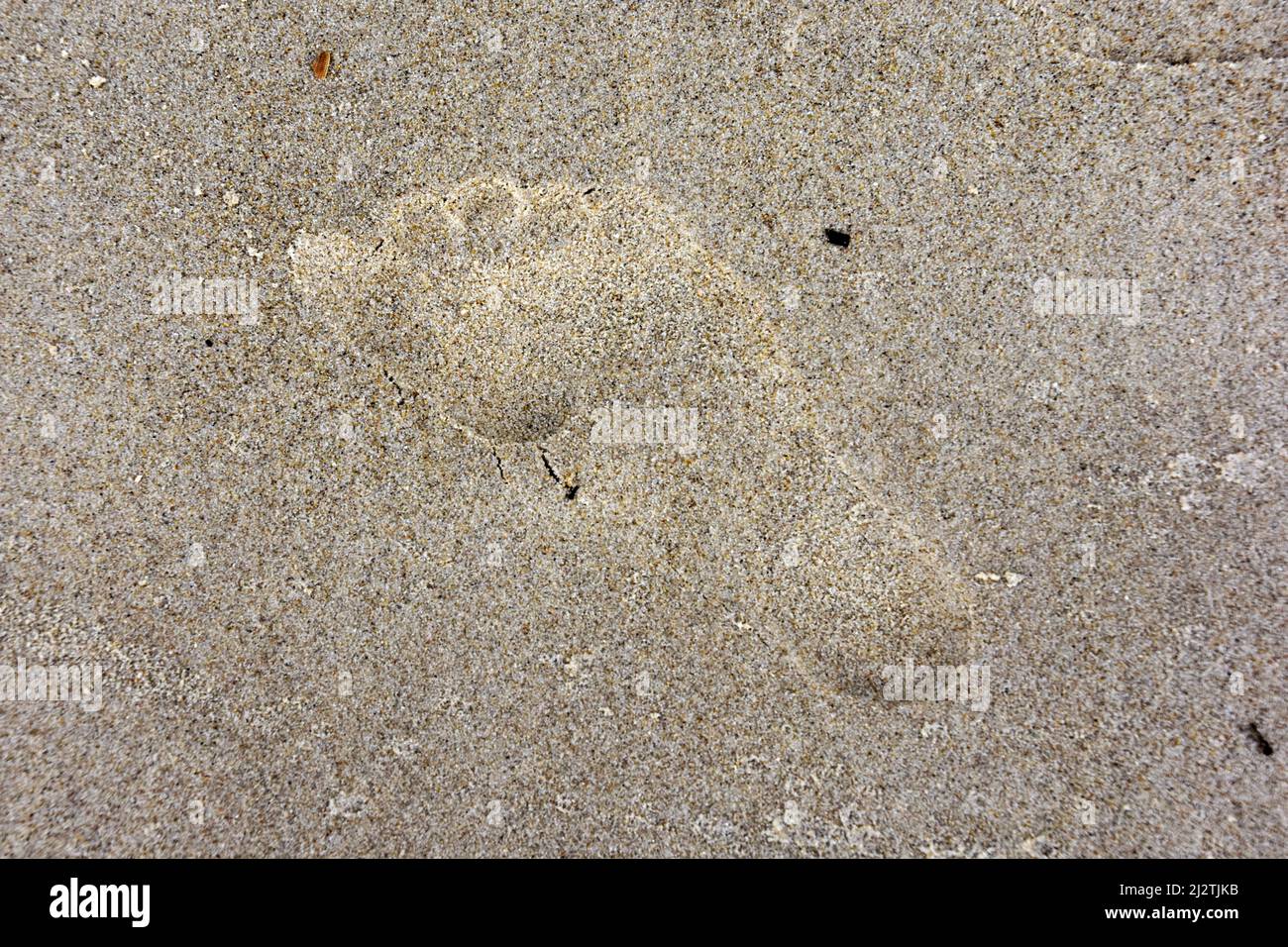VITA DA SPIAGGIA Foto Stock