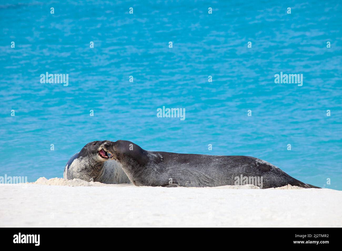 Le foche hawaiane in via di estinzione salutano la vocalizzazione sul Midway Atoll nel Papahanaumokuakea Marine National Monument. Neomonachus schauinslandi Foto Stock