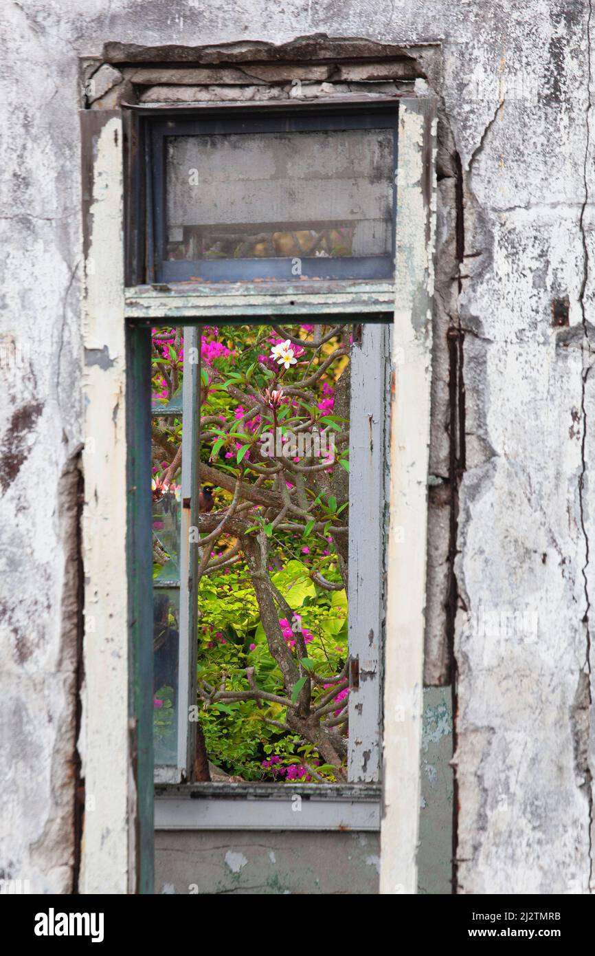 Giardino tropicale sopraffolto con fiori di Frangipani e Bougainvillea visto attraverso la finestra di un edificio abbandonato su un'isola del Pacifico Foto Stock