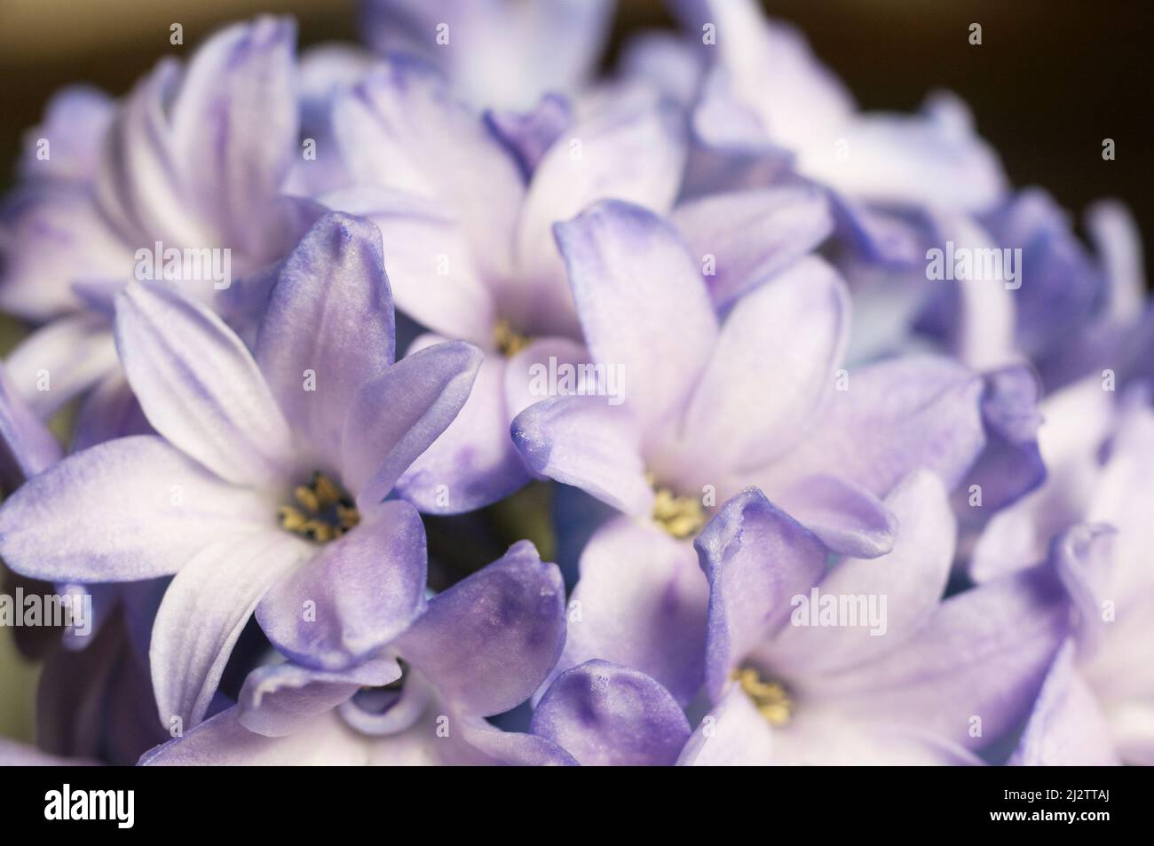 Iacinto fiore primo piano colpo locale messa a fuoco Foto Stock