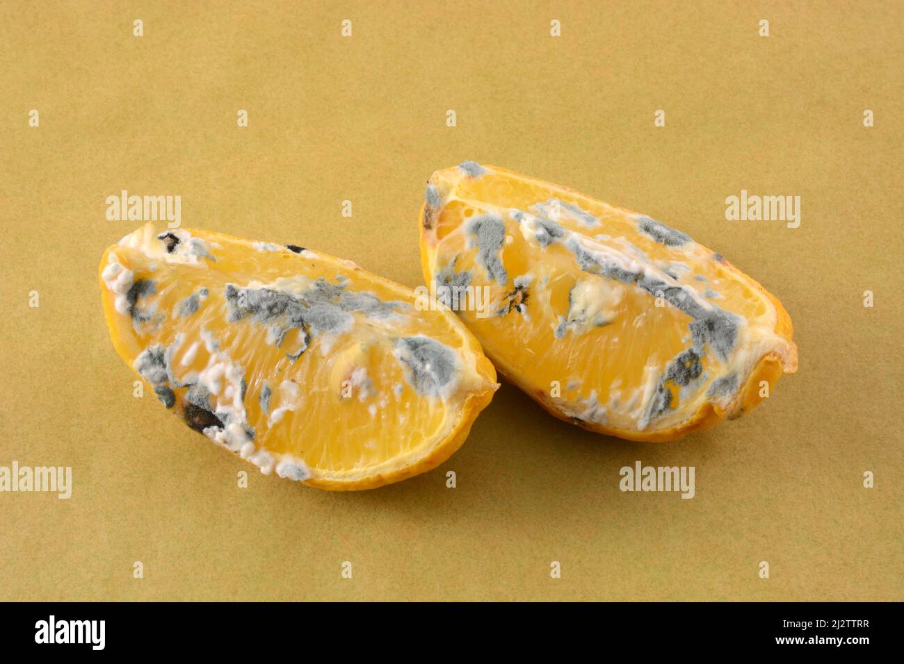 Due spicchi di limone ammuffito su carta pergamena marrone Foto Stock
