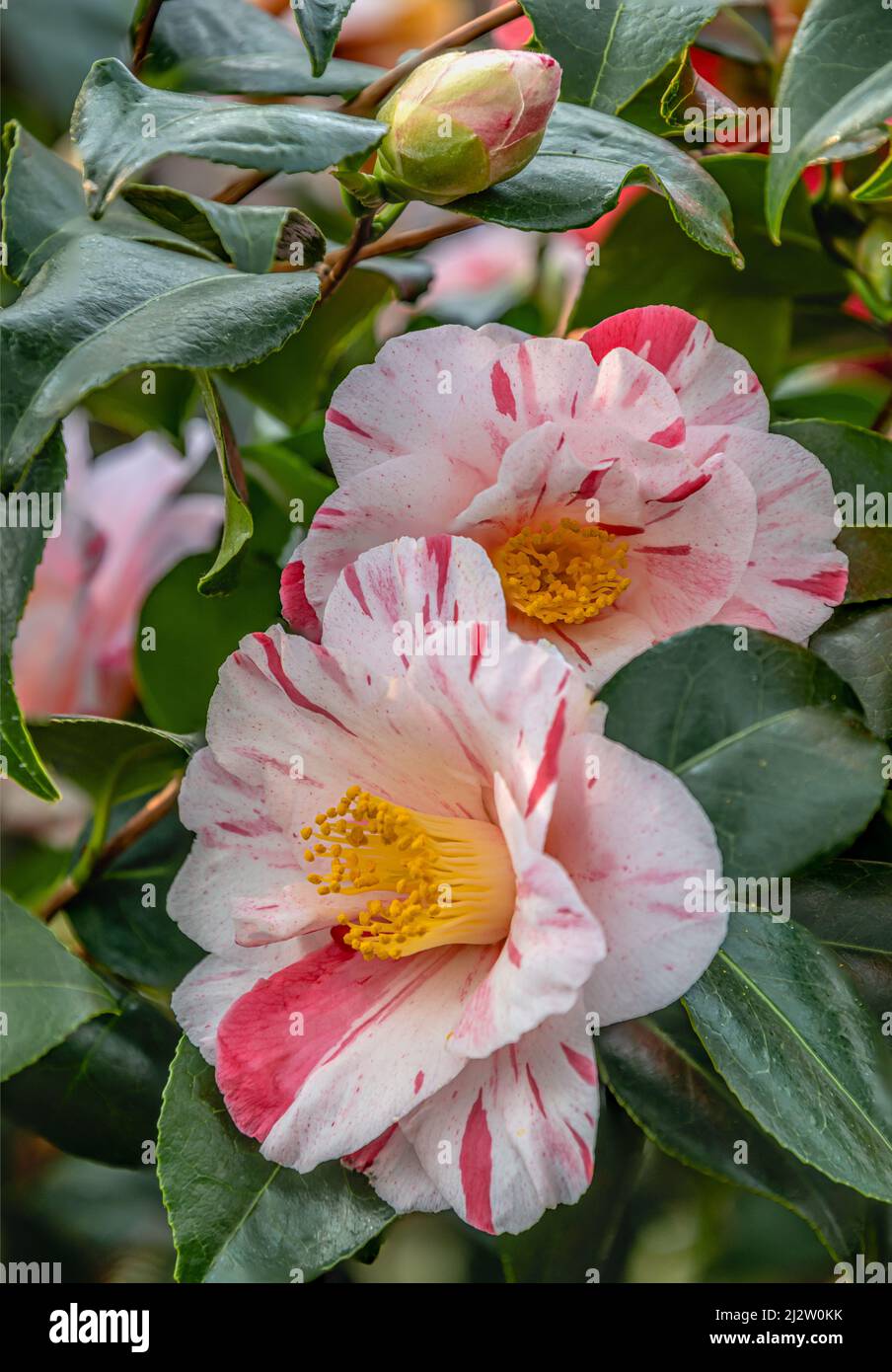 Primo piano di Camellia Japonica bianca rossa, fiori di Tricolore a Landschloss Zuschendorf, Sassonia, Germania Foto Stock