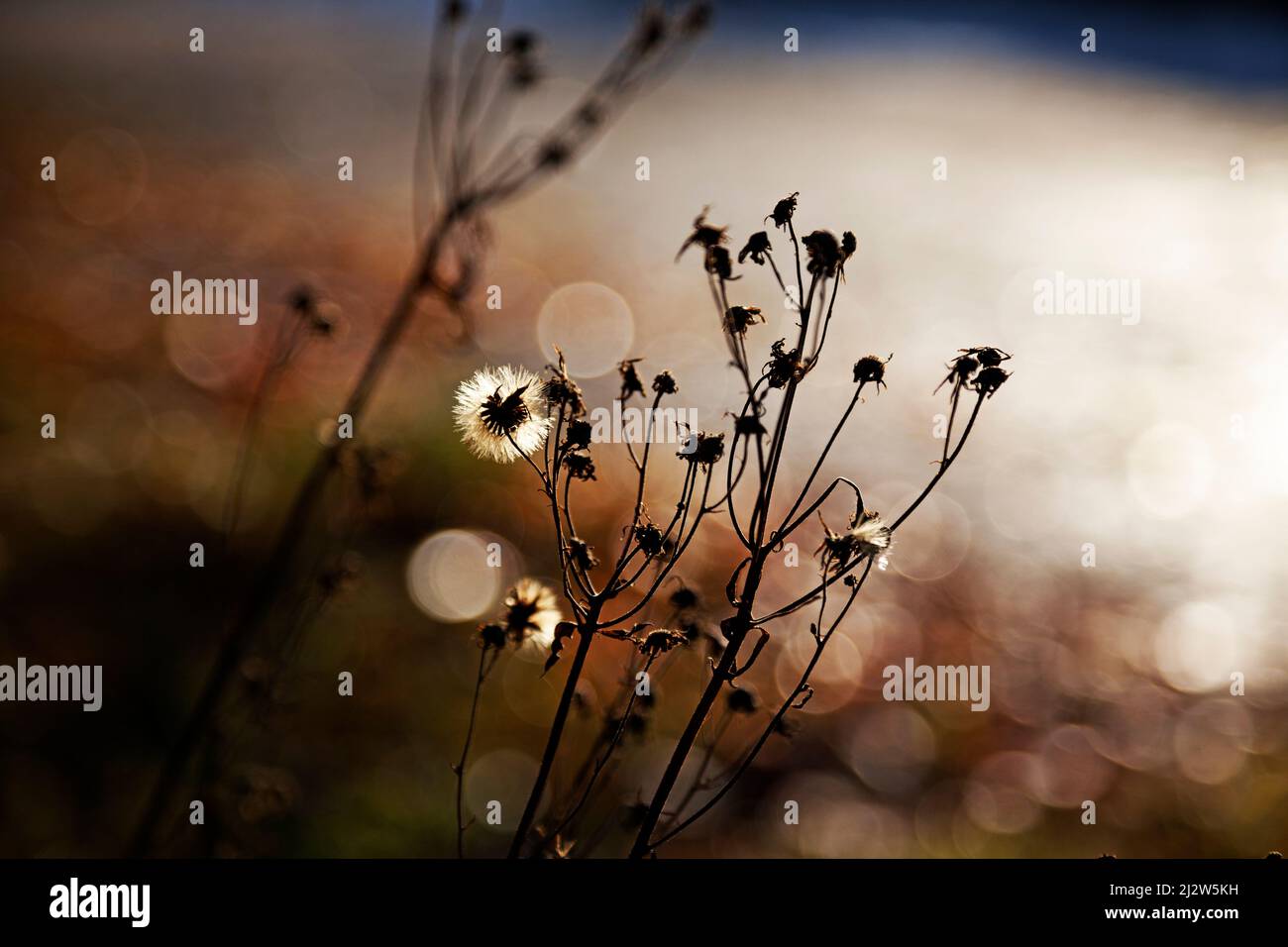 fiori in controluce con sfondo bokeh Foto Stock