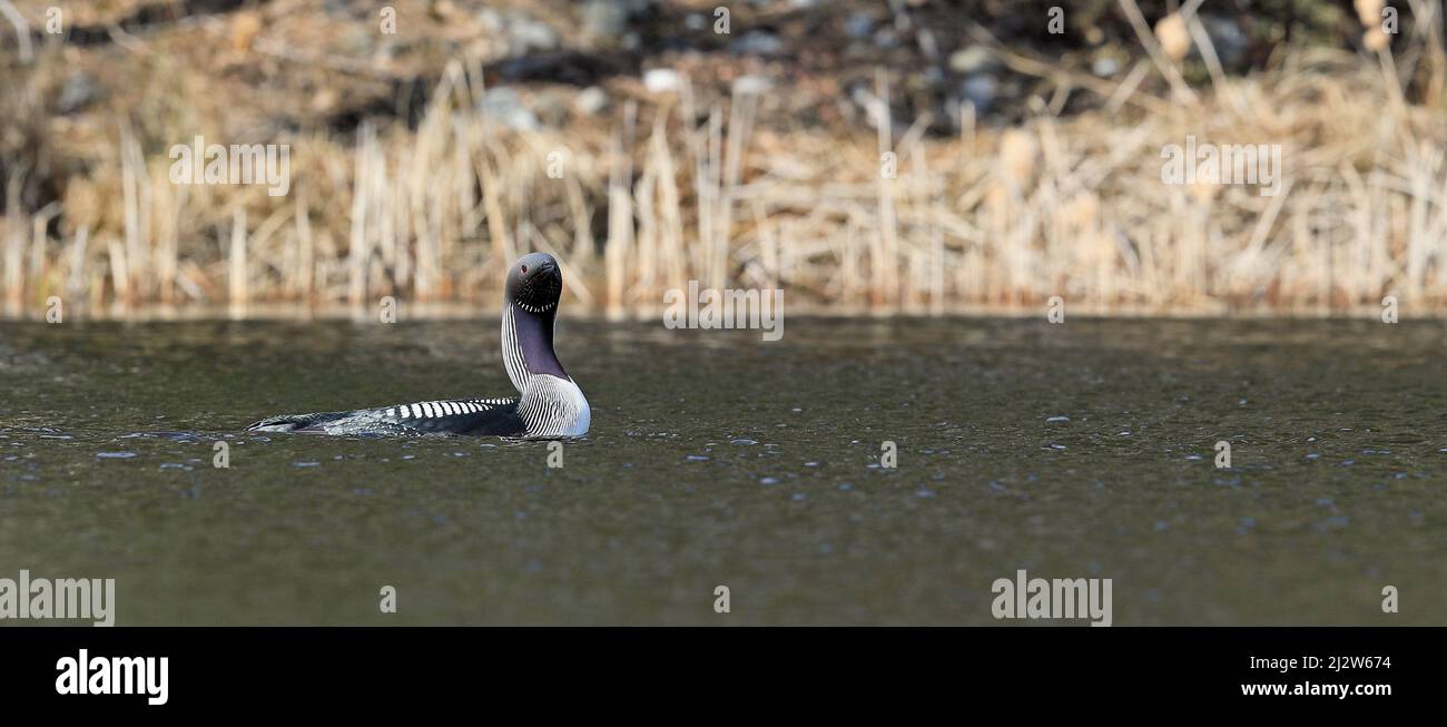 loon a gola nera, Gavia artica, nuoto in piumage di allevamento Foto Stock