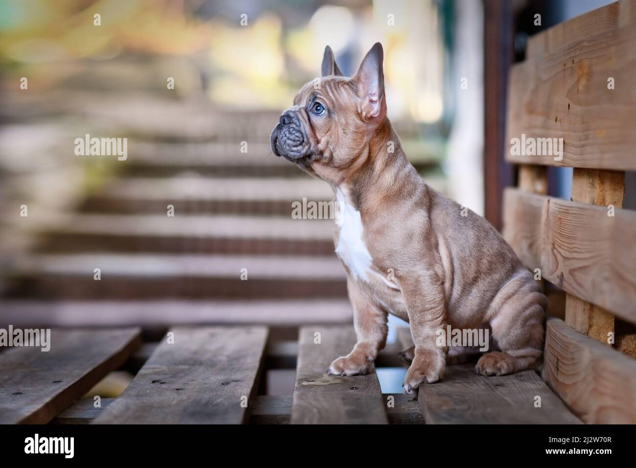 Bellissimo cucciolo di cane Bulldog rosso blu Foto Stock