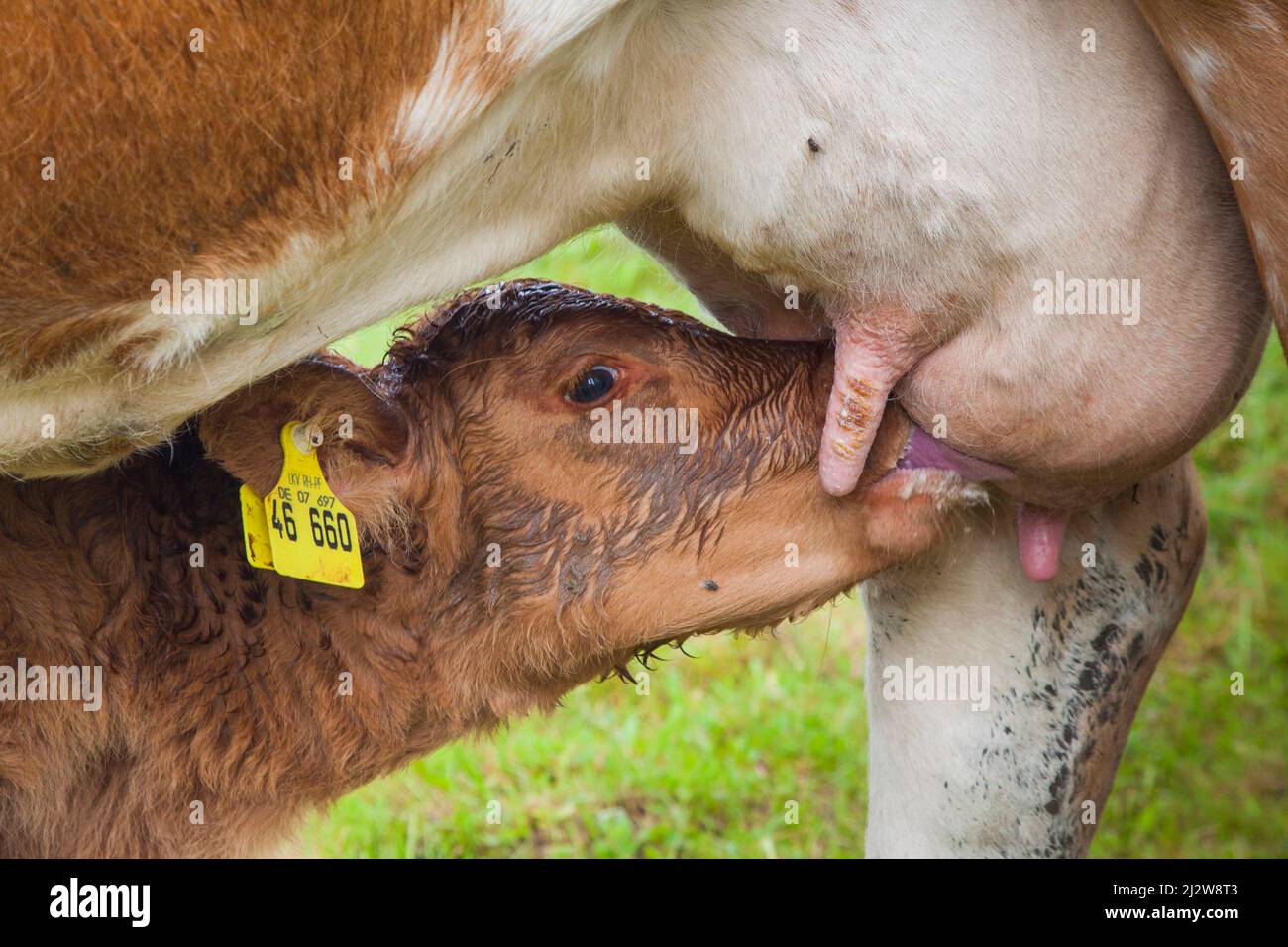 Germania, regione di Eifel vicino a Treviri - un vitello beve latte alla tettarella della mammella della mucca madre. Il polpaccio è già contrassegnato con un'etichetta gialla nella Foto Stock