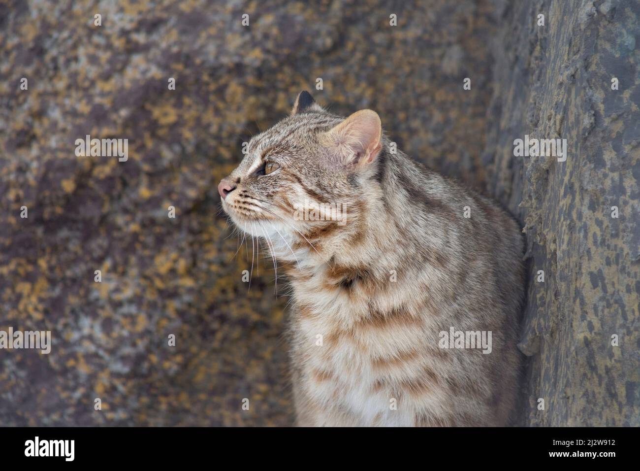 Gatto leopardo siberiano sta guardando via. Foresta di Amur Cat. Pionailurus bengalensis euptilura. Animali nella fauna selvatica. Foto Stock