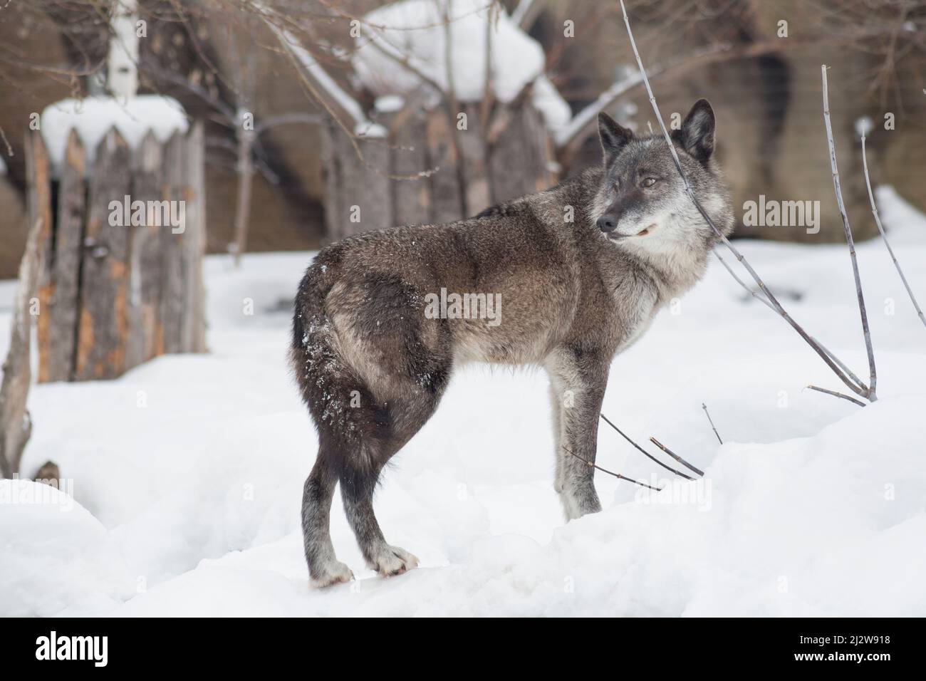 Il lupo canadese nero selvaggio sta in piedi su una neve bianca e sta guardando via. Canis lupus pambasileo. Animali nella fauna selvatica. Foto Stock