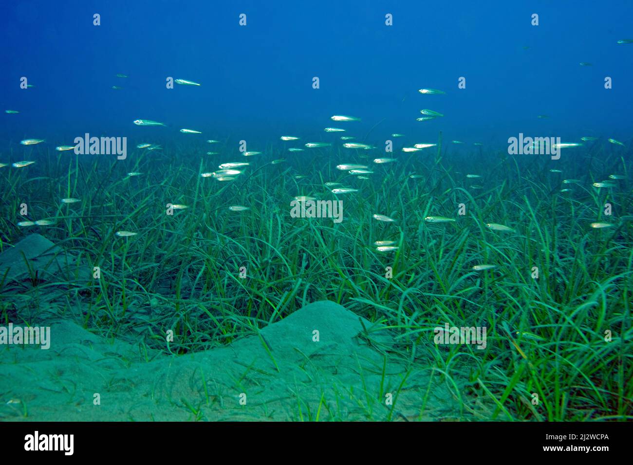 Pesci giovani alle alghe, Adrasan, Lykia, Turchia, mare mediterraneo Foto Stock