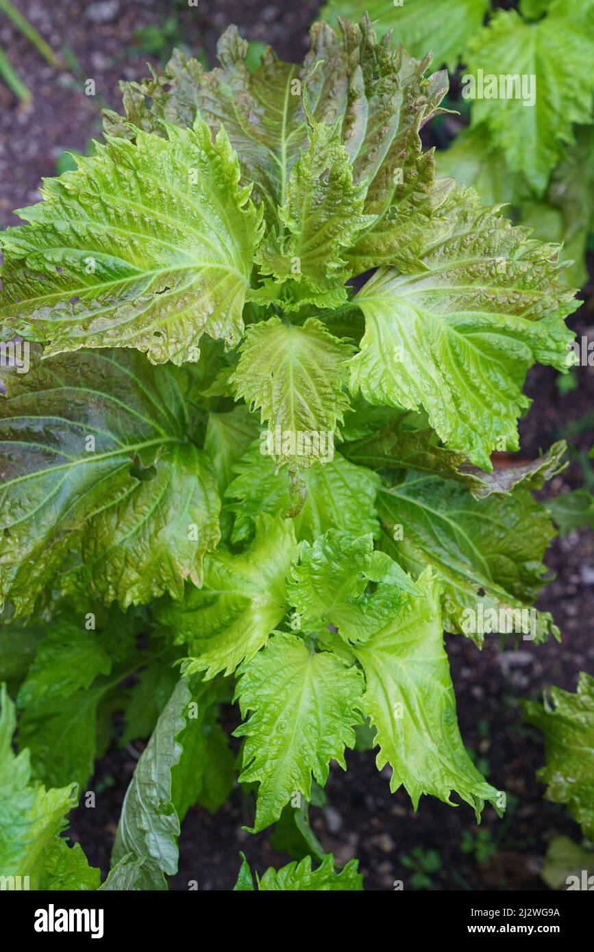 Pianta di shiso verde (Perilla Frutescens) medicinale a base di erbe. Foto Stock