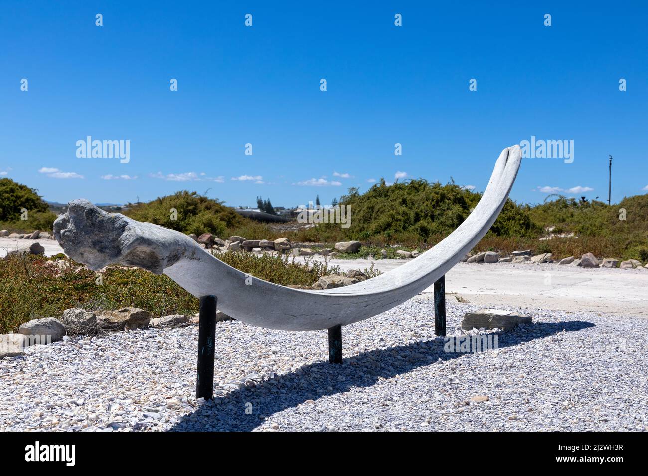 Osso mandibolare inferiore montato di grandi dimensioni di una balena humpback femminile Foto Stock