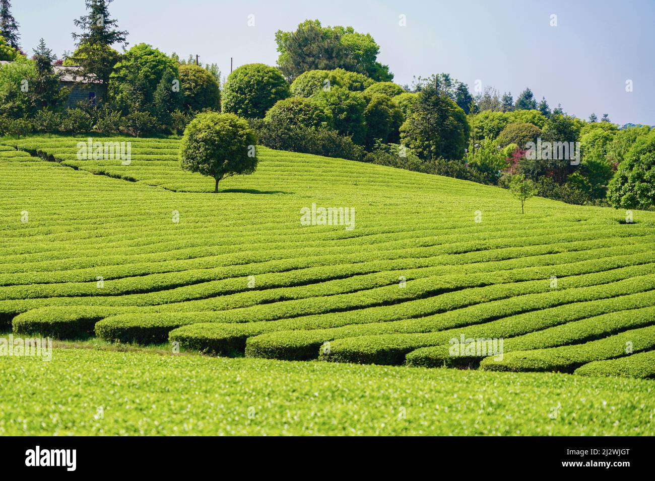 GUILIN, CINA - 4 APRILE 2022 - una foto aerea scattata il 4 aprile 2022 mostra una fattoria di tè verde a Guilin, regione autonoma di Guangxi Zhuang. Il tè è ora Foto Stock