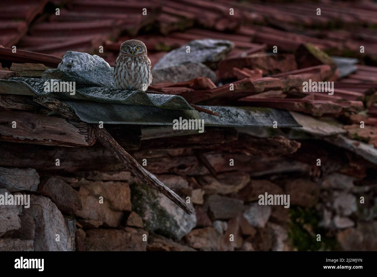 Little Owl, Athene noctua, uccello in vecchio tetto tegola rovina. Fauna selvatica urbana con uccello con occhi gialli, Bulgaria. Fauna selvatica scena dalla natura. Comportamento animale Foto Stock