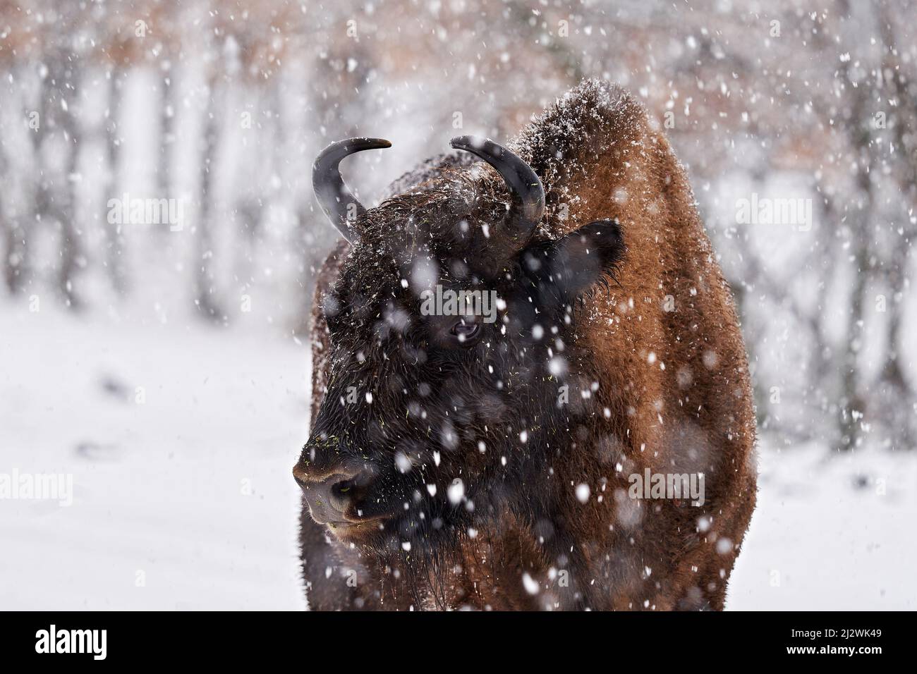 Neve inverno fauna natura. Bisonte europeo nella foresta scura, scena nebbiosa con grande animale marrone in habitat naturale, foglie di quercia arancione sugli alberi, S Foto Stock