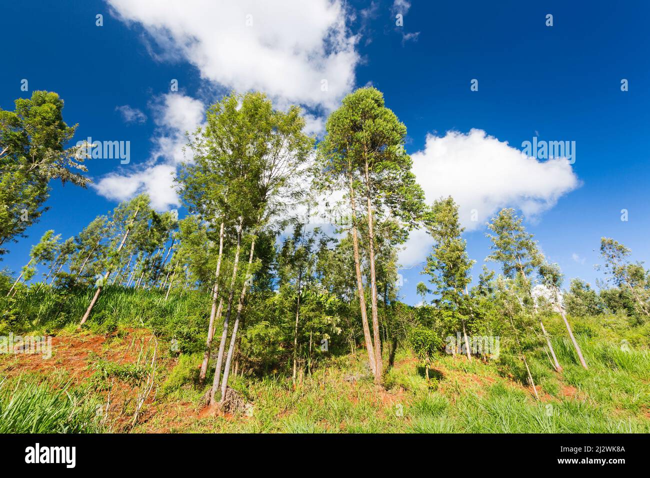 Erba di Napier che cresce tra gli alberi nelle valli altoatesine di Kiambu, Kenya. Foto Stock