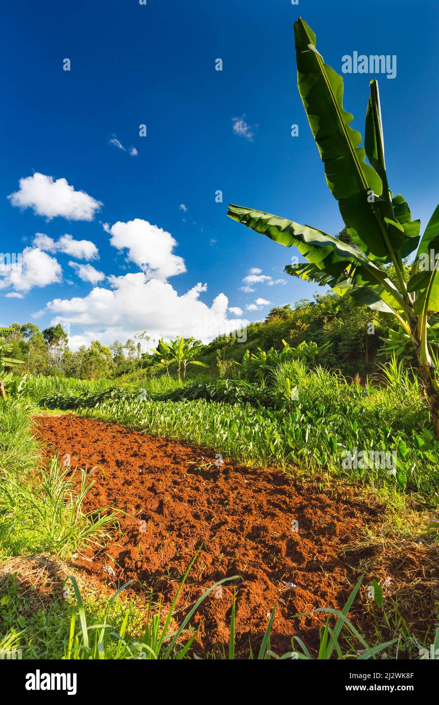 Agriturismo paesaggio con alberi di banana e acri nell'altopiano valli di Kiambu County a nord di Nairobi in Kenya. Foto Stock