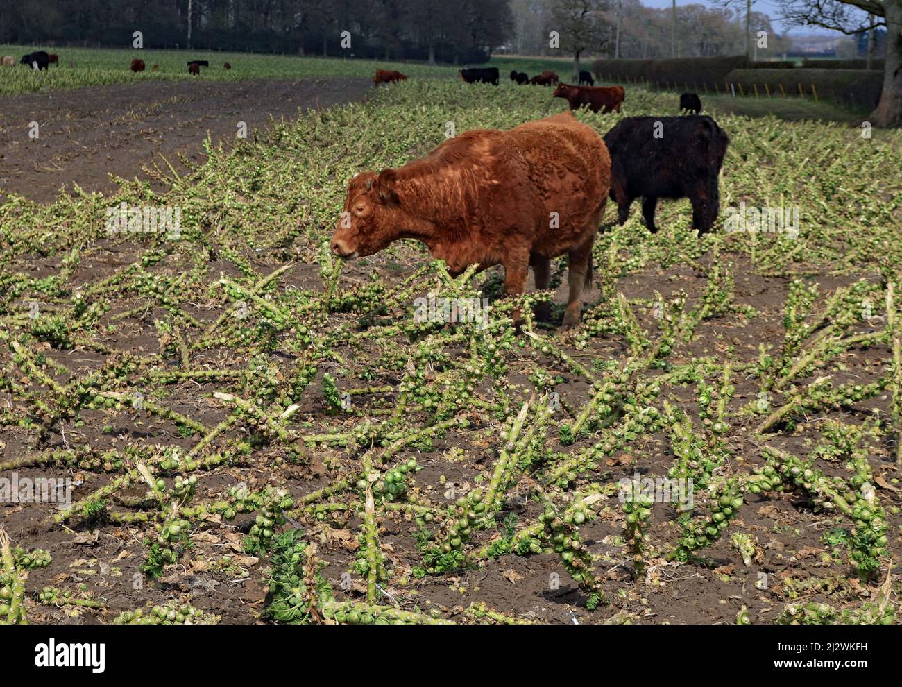 Una vacca nutrice bruna sta masticando i resti del raccolto di germogli dell’inverno scorso, vicino a Rainford, questo porterà a un aumento della produzione di metano? Foto Stock