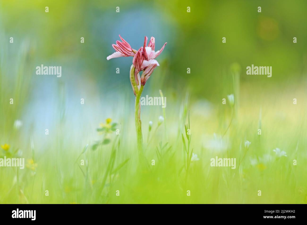 Anacamptis papilionacea, natura selvaggia della Bulgaria. Natura libera, bella immagine della natura. Rhodopes. Orchidea. Montagne in Bulgaria, Europa. rosa vio Foto Stock