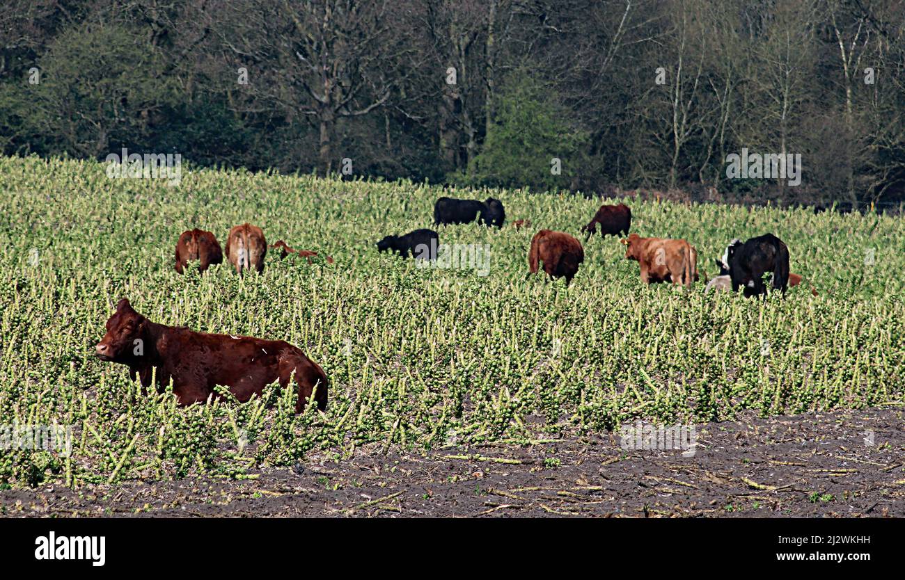 Una mandria di vacche nutrici sta pascolare sui resti della coltura di germogli dell’inverno scorso, vicino a Rainford, questo porterà a un aumento della produzione di metano? Foto Stock