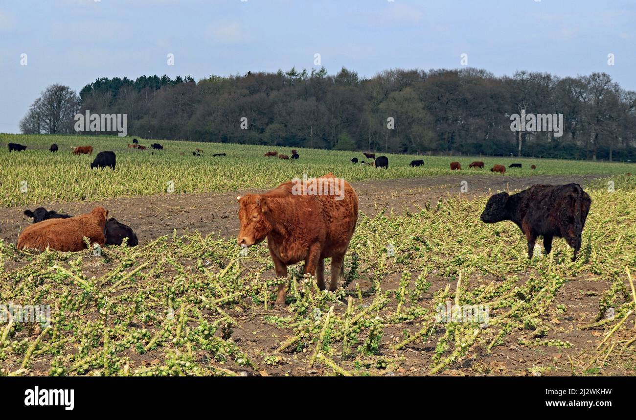 Una mandria di vacche nutrici sta pascolare sui resti del raccolto di germogli dell’inverno scorso in una fattoria vicino a Mossborough Hall Rainford. Foto Stock