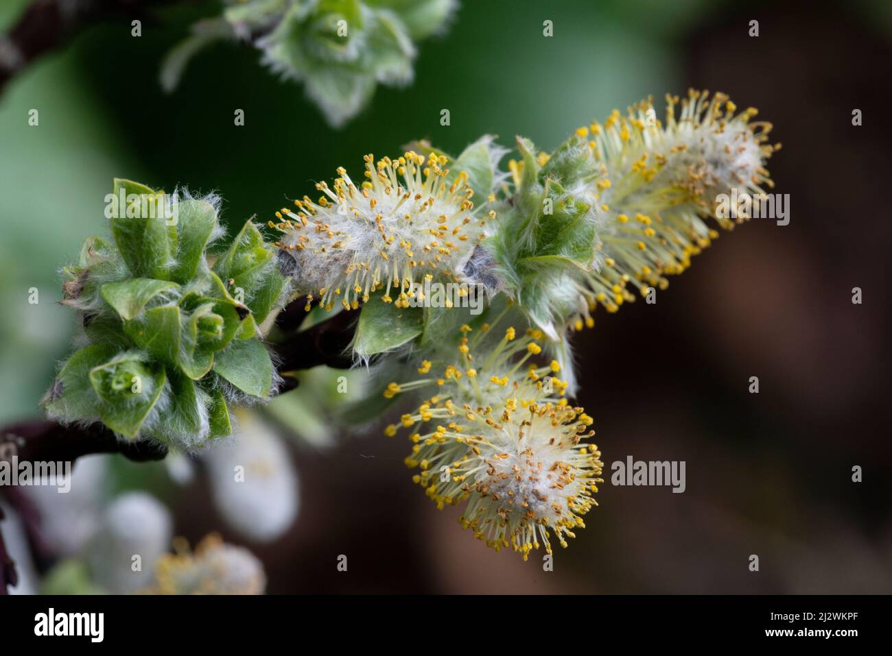 Woolly Willow (Salix lanata), cetini maschi Foto Stock