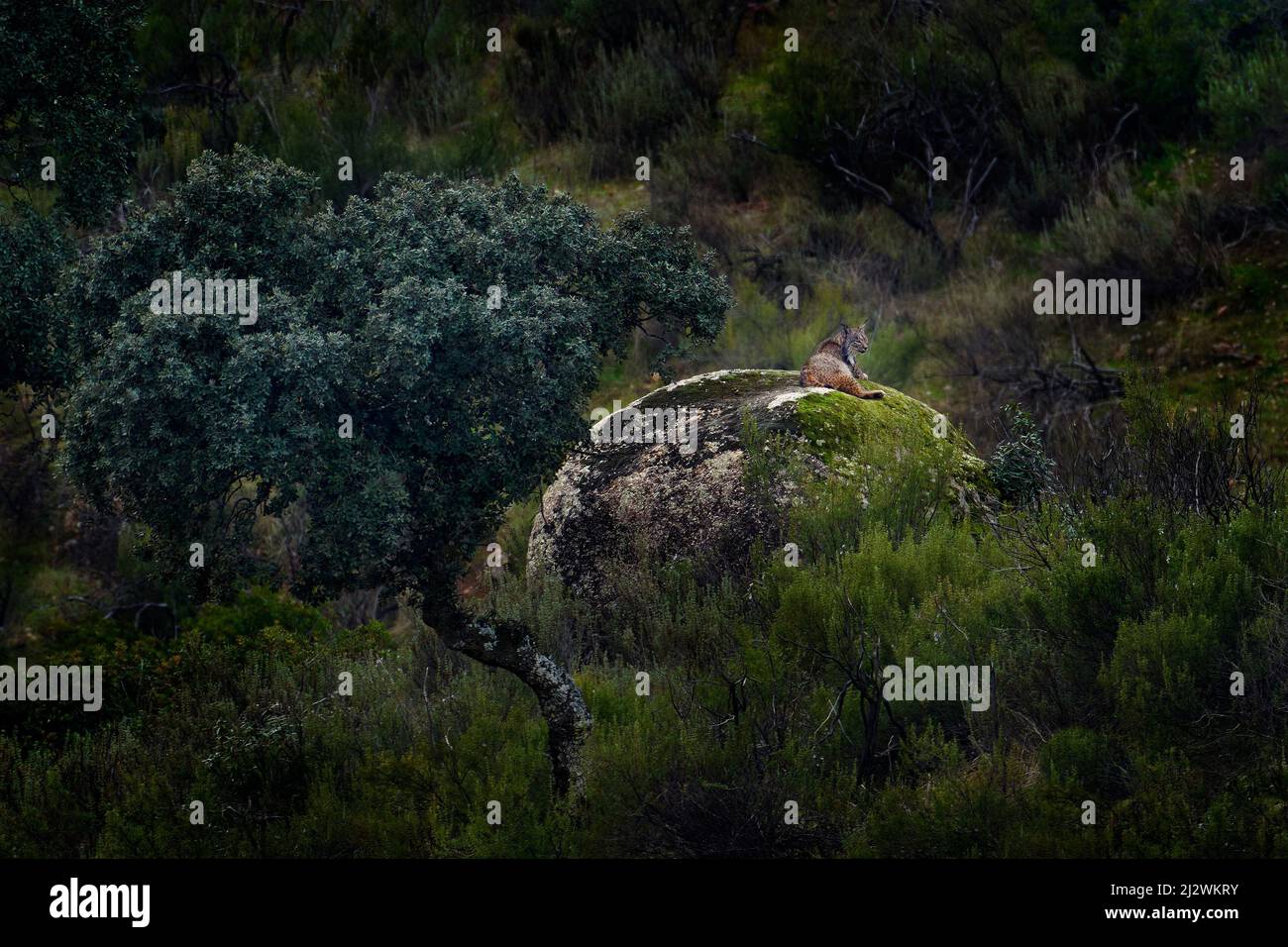 Lynx iberica, lynx pardinus, endemico gatto selvatico in Spagna in Europa. Raro habitat di roccia di pietra di gatto nella natura. Felino canino con cappotto in pelliccia spot, sera Foto Stock