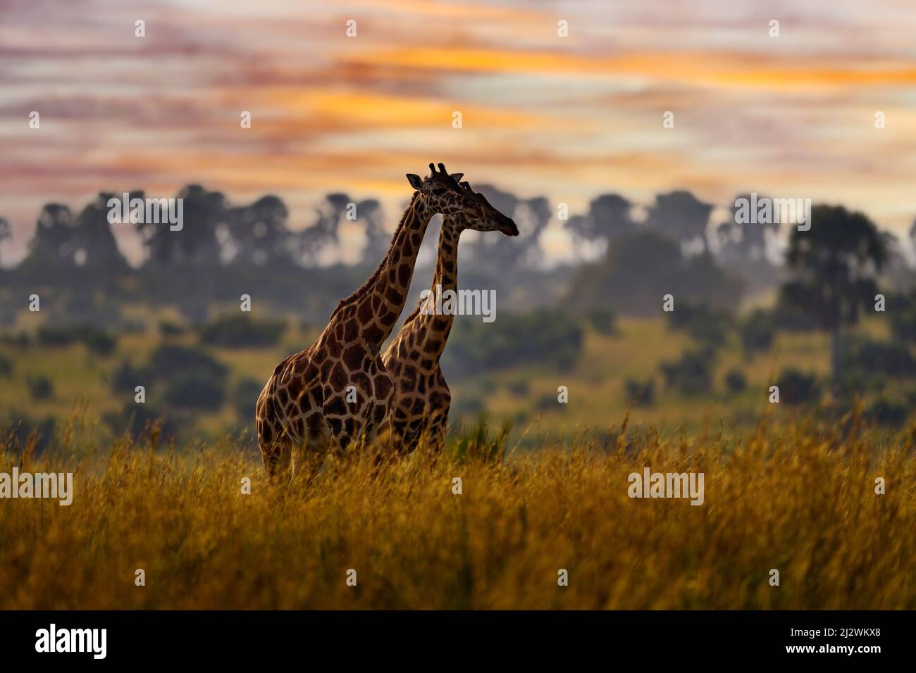 Africa tramonto natura. Grande mandria con cielo blu con nuvole. Giraffa e alba del mattino. Vegetazione verde con ritratto animale. Fauna selvatica scena da natu Foto Stock