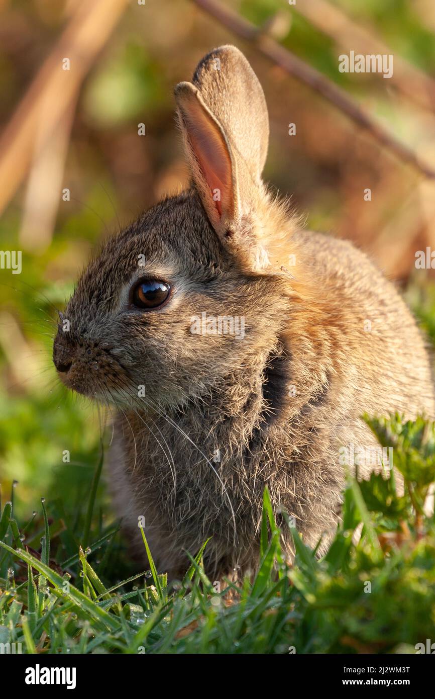 Simpatico coniglio selvatico vicino con luce del sole all'alba seduto in un prato d'erba Foto Stock