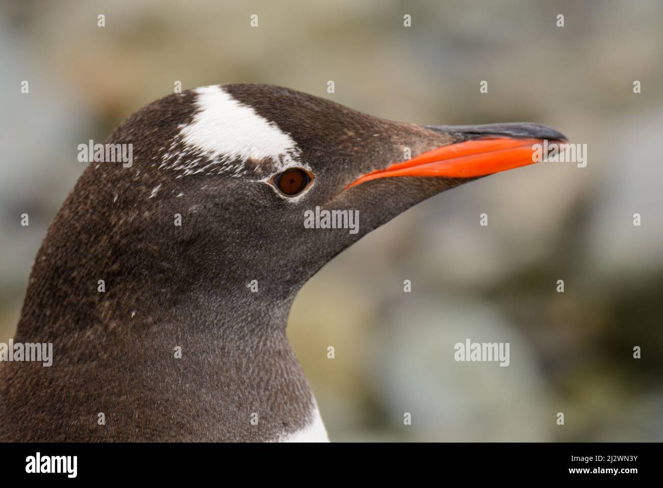 Un ritratto di un pinguino Gentoo (Pygoscelis papua) preso sull'isola di Danco, penisola antartica Foto Stock