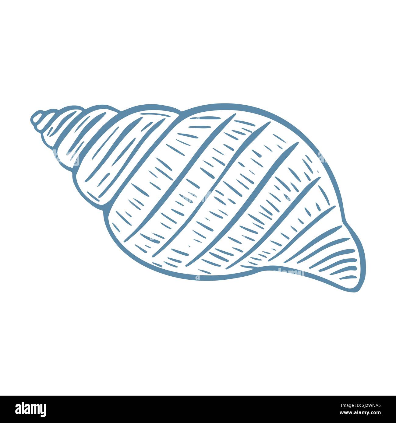 Illustrazione di un vettore isolato a conchiglia singola. Conchiglia di mare incisa a mano. Molluschi dal disegno del pavimento dell'oceano. Vonghè disegnato a mano Illustrazione Vettoriale