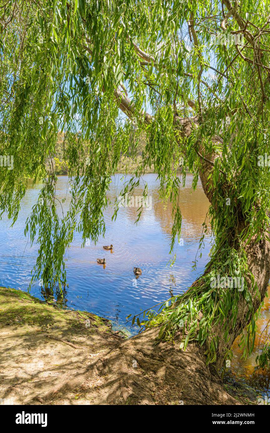 Pittoresche vedute del lago presso l'azienda vinicola Lake House Denmark nella regione vinicola Great Southern dell'Australia Occidentale, Australia Foto Stock
