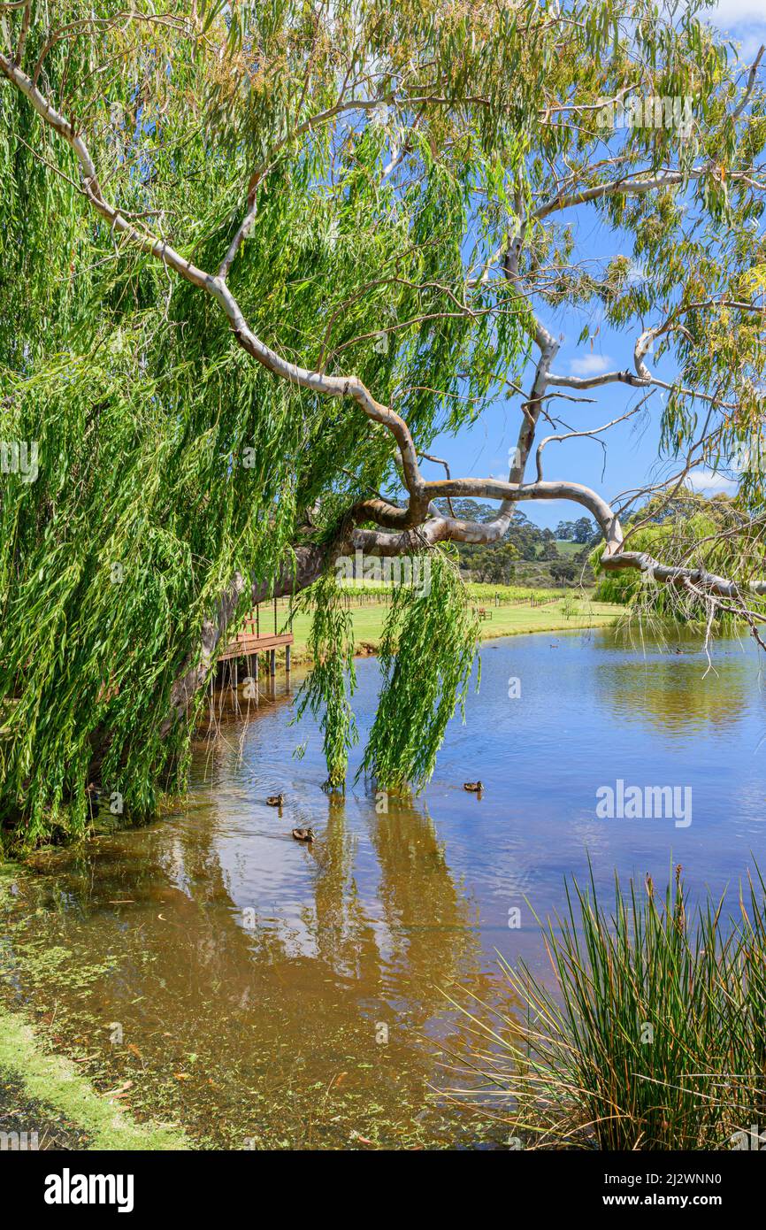 Pittoresche vedute del lago presso l'azienda vinicola Lake House Denmark nella regione vinicola Great Southern dell'Australia Occidentale, Australia Foto Stock