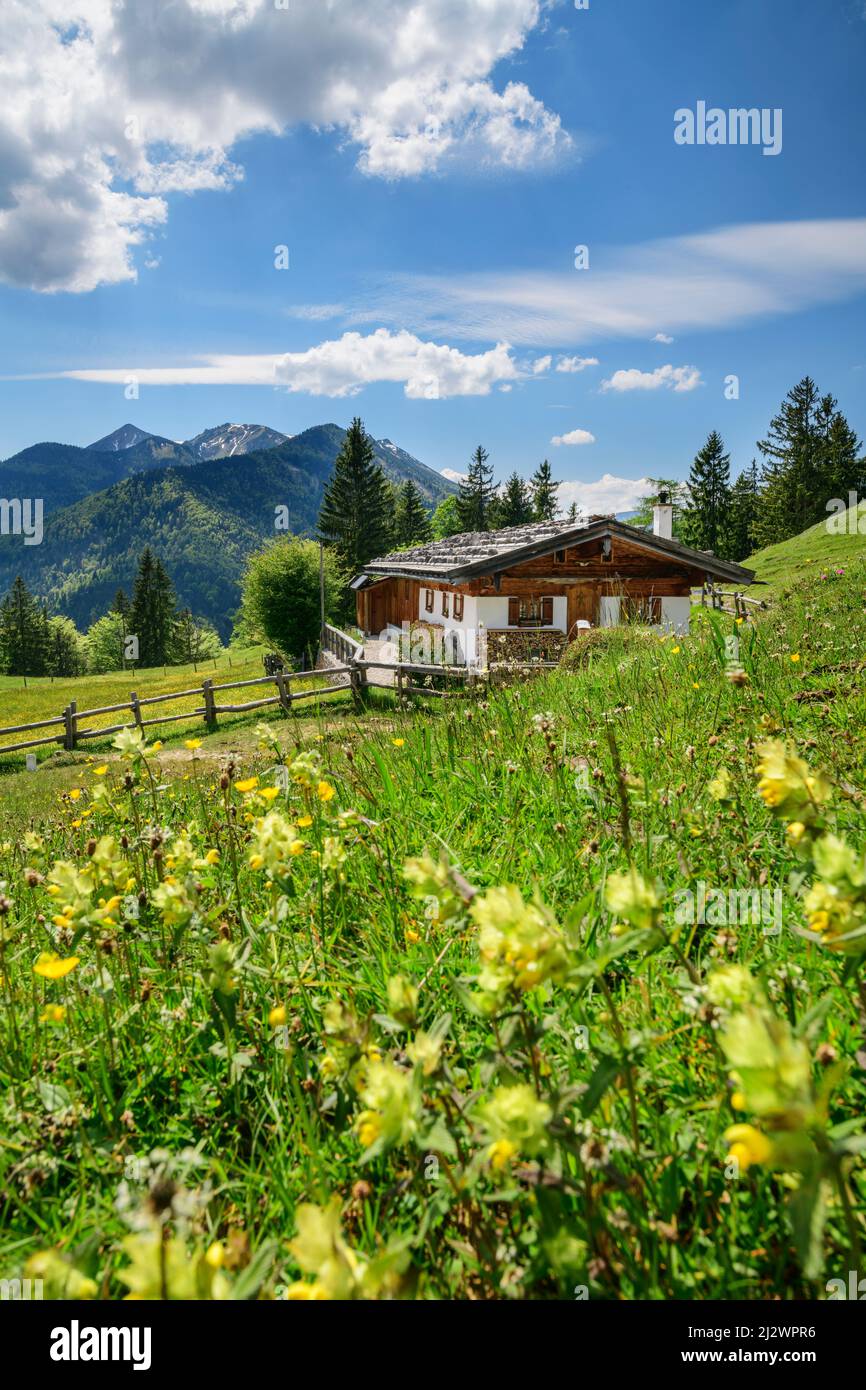 Edificio alpino con prato fiorito, gruppo Geigelstein sullo sfondo, Oberauerbrunstalm, Alpi del Chiemgau, alta Baviera, Baviera, Germania Foto Stock