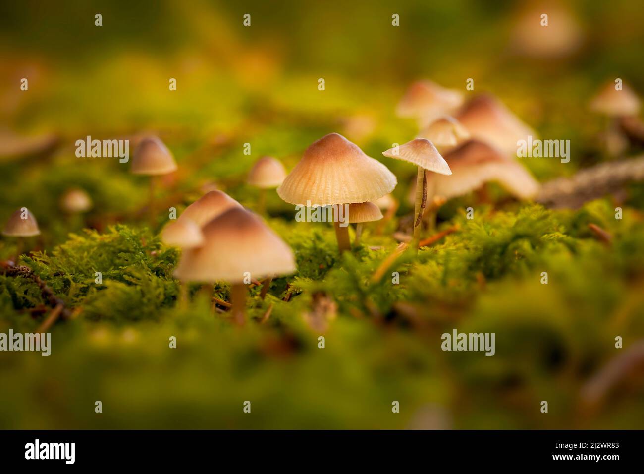 Piccola colonia di funghi nella foresta d'autunno Foto Stock