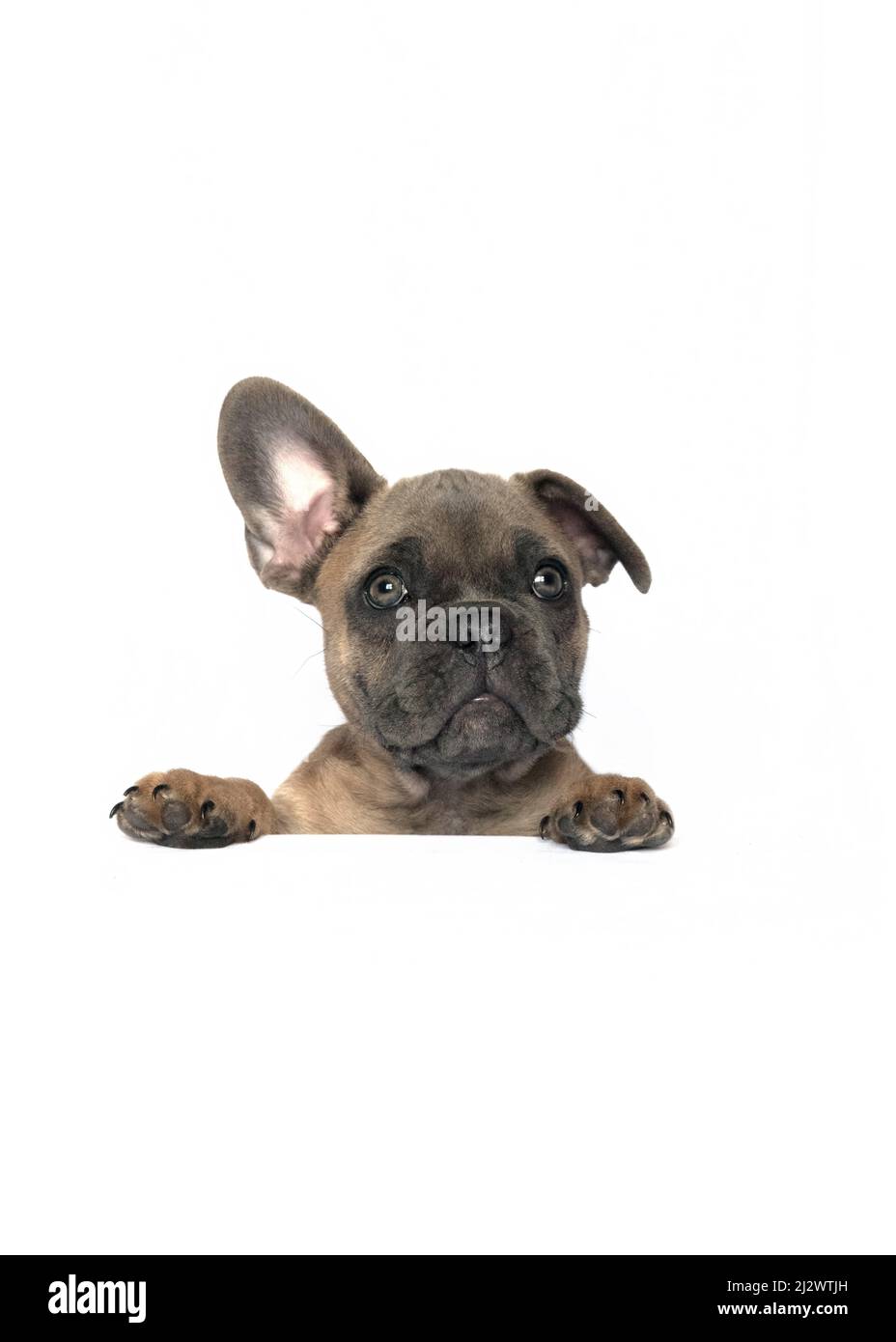 cucciolo francese di bulldog che mostra spalle e zampe viso grande occhio guardando isolato in bianco utilizzato per la cartellonistica pubblicità cartelli e spazio copia Foto Stock