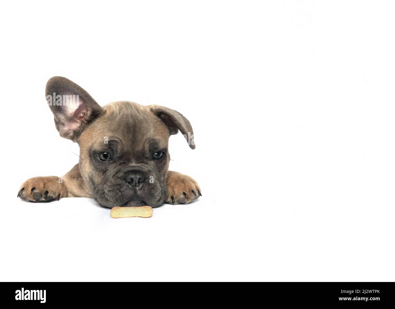 cucciolo francese di bulldog che mostra spalle e zampe viso grande occhio guardando un biscotto isolato in bianco utilizzato per la cartellonistica pubblicità insegne e poster Foto Stock