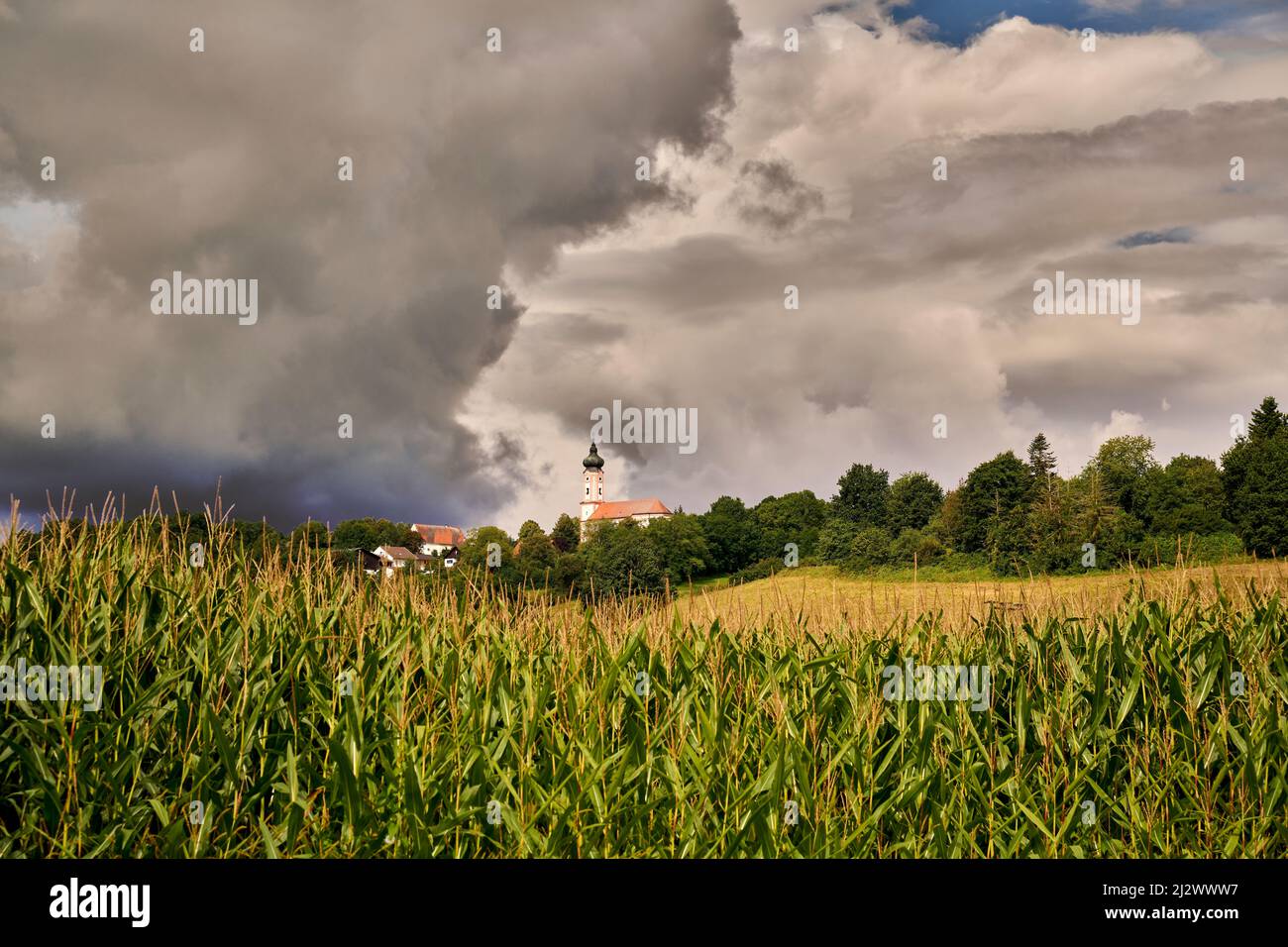 Vista sui campi di mais fino alla Chiesa di Sankt Johannes Nepomuk dopo una tempesta estiva, Thürnthenning, Baviera, Germania Foto Stock