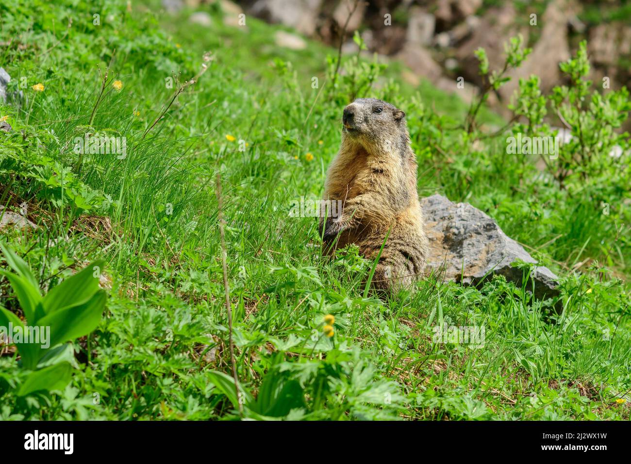 Marmotta si erge in posizione eretta nel prato, Marmotta marmotta, Alpi Carniche, Carinzia, Austria Foto Stock
