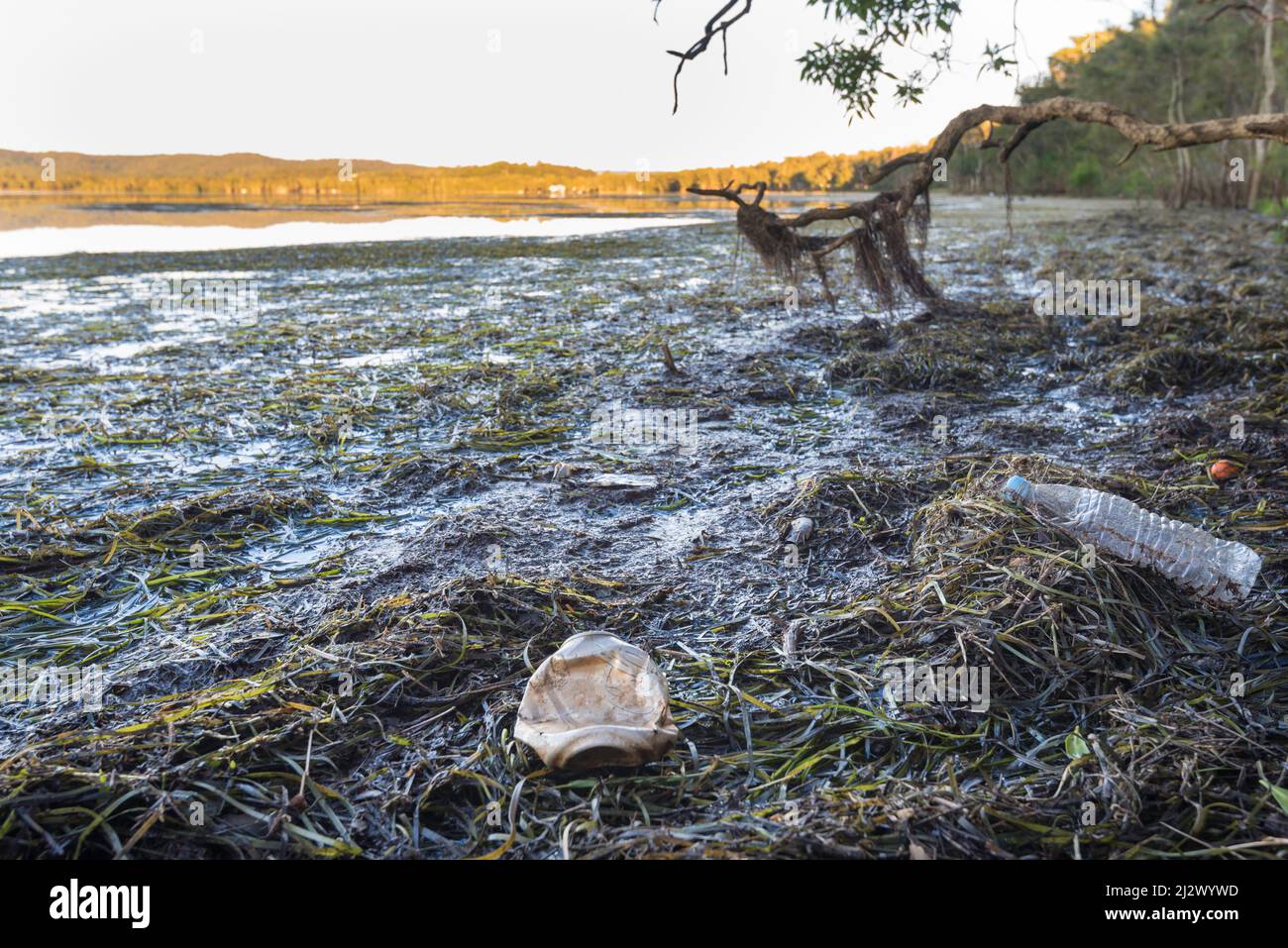 Una bottiglia di plastica per bevande, una bomboletta di alluminio e altri rifiuti catturati in un'area di mare sulle rive della baia di Chittaway nel nuovo Galles del Sud, Australia Foto Stock
