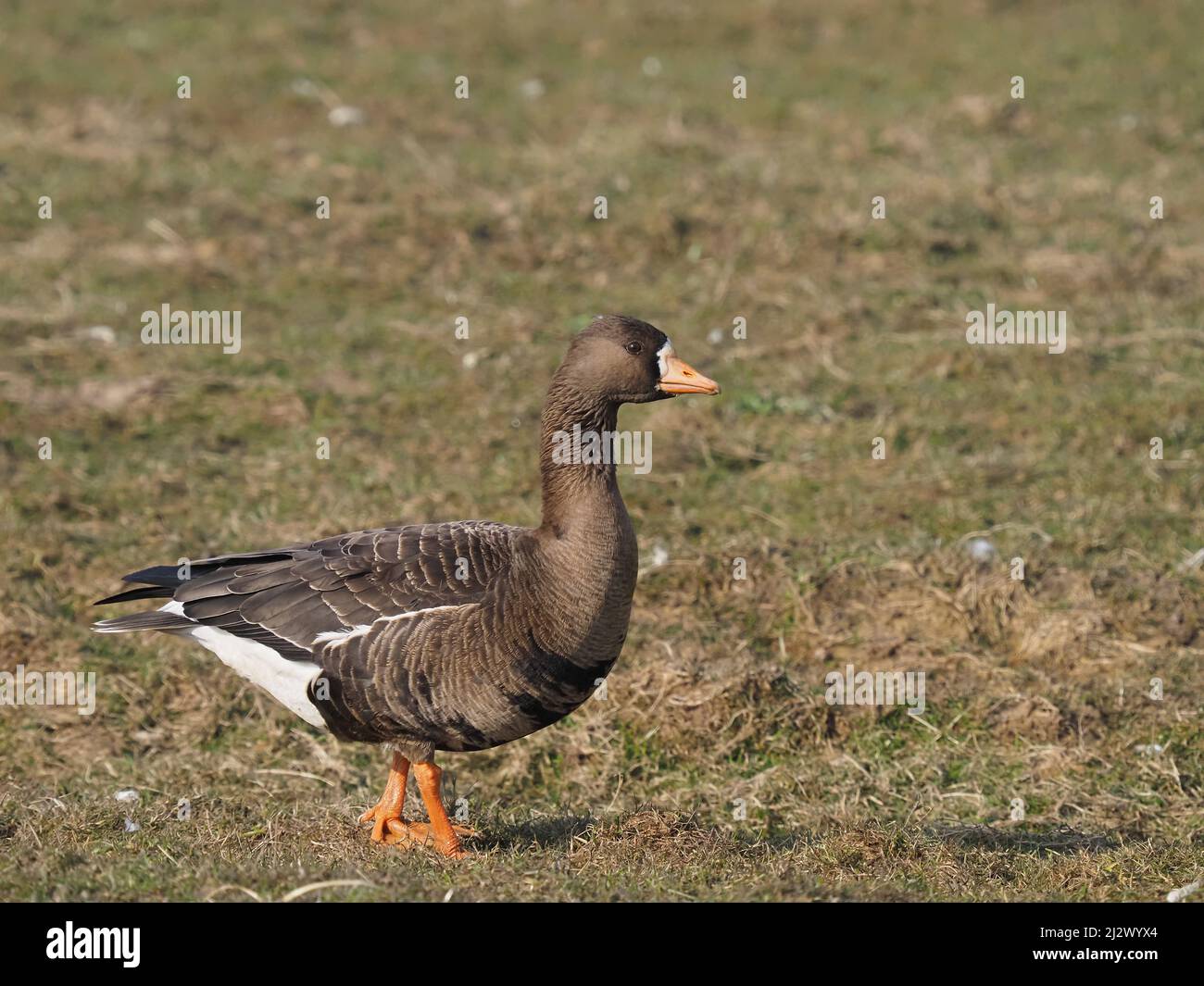 Oche con fronte bianco su Islay nella primavera del 2022 dove Winter, un paio di immagini includono un collo collato individuale ! Foto Stock