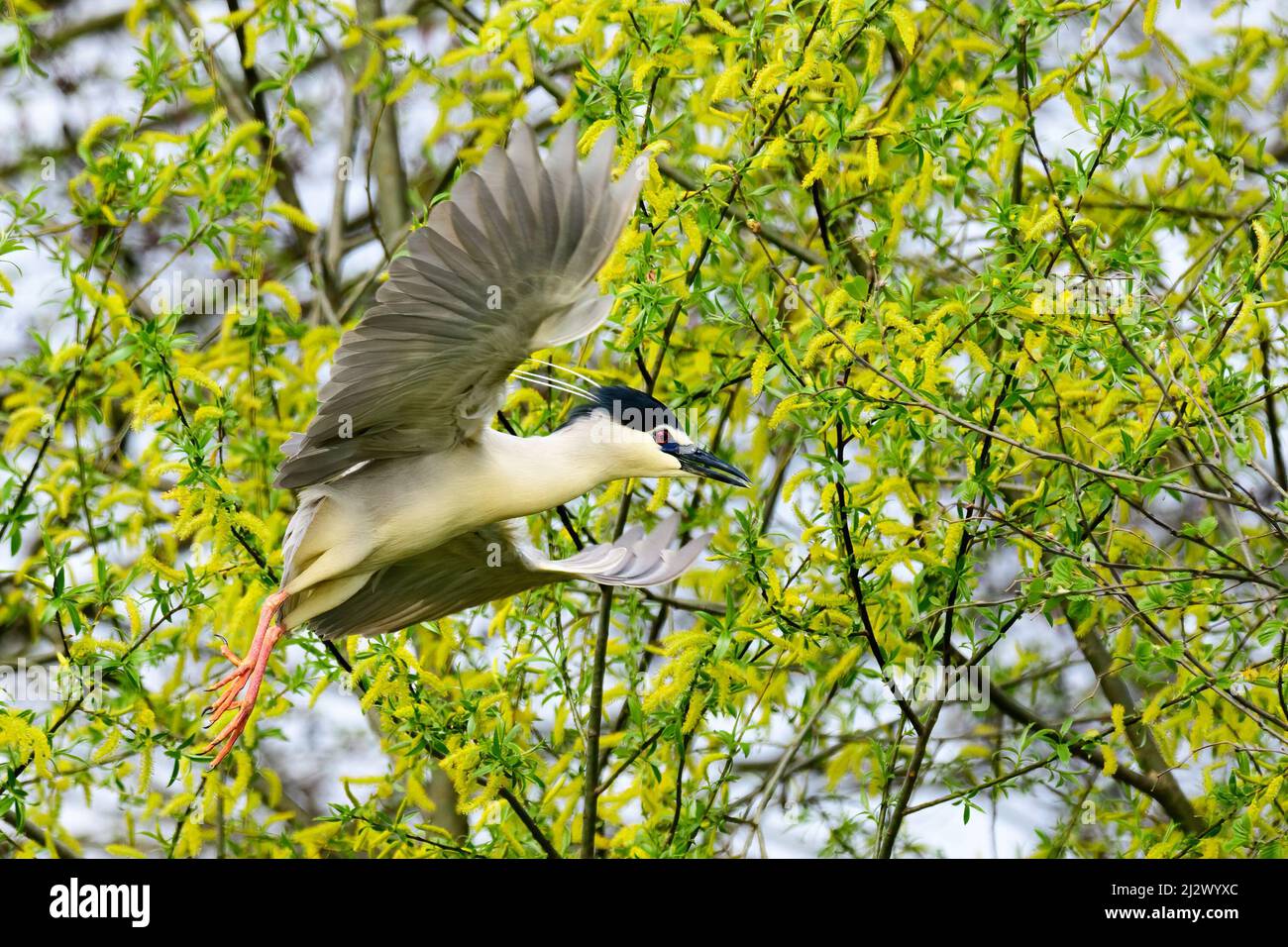 Corona nera airone notturno in volo veloce. Volare con ali sparse tra rami d'albero. Vista laterale, primo piano. Genere Nycticorax nycticorax. Slovacchia Foto Stock