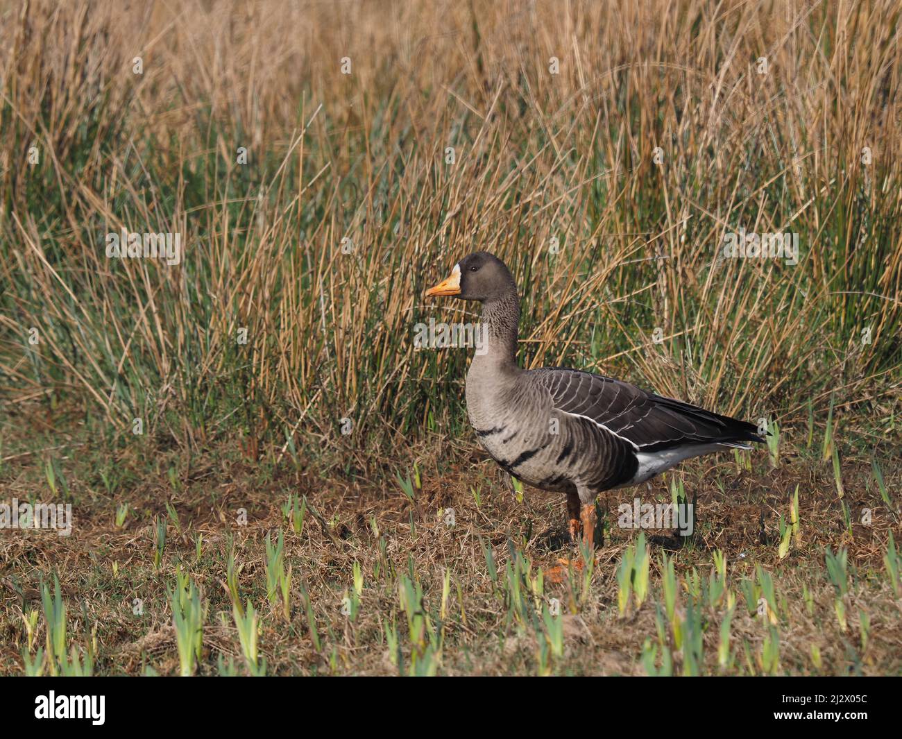 Oche con fronte bianco su Islay nella primavera del 2022 dove Winter, un paio di immagini includono un collo collato individuale ! Foto Stock