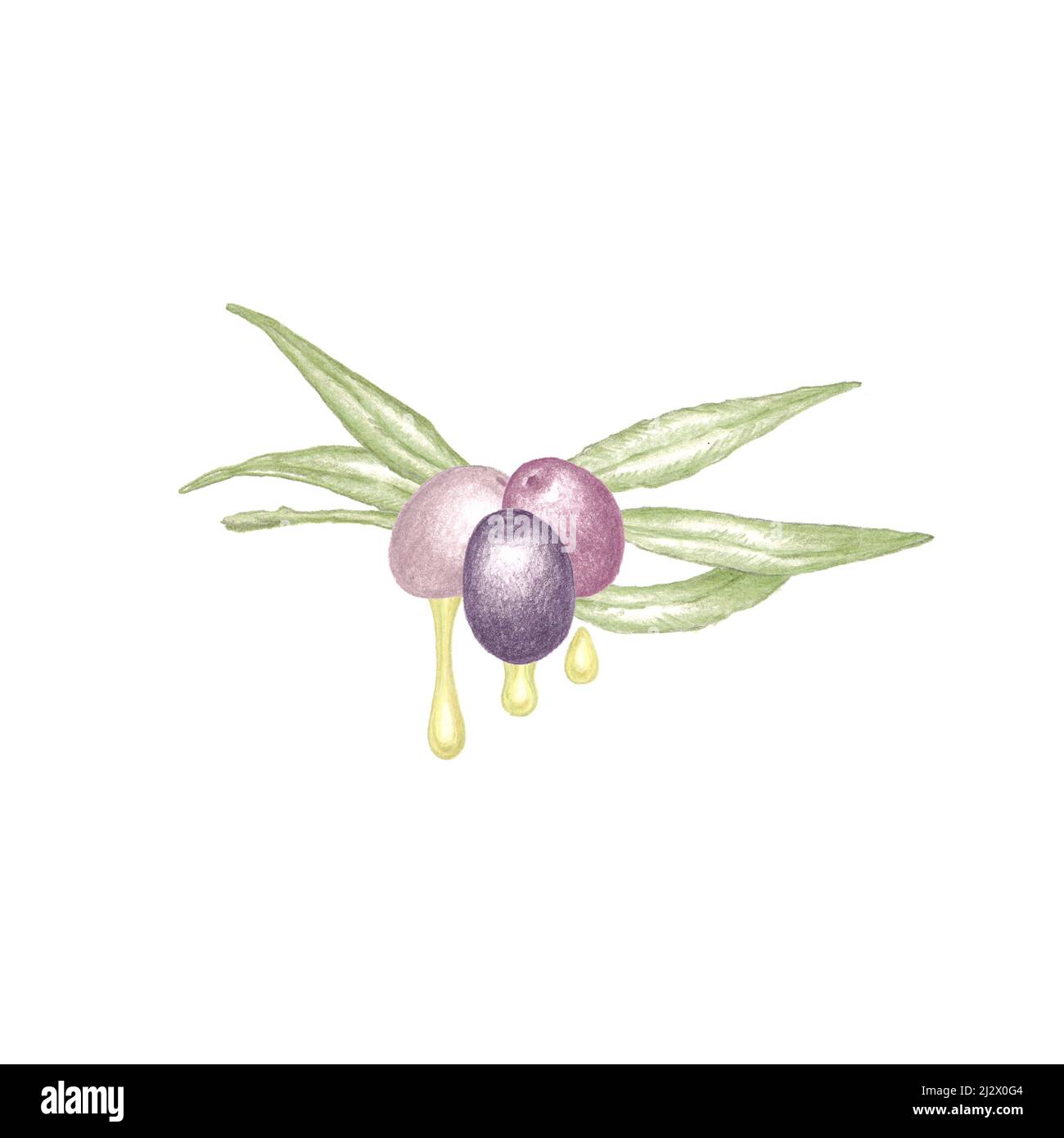 Illustrazione disegnata a mano del ramo dell'olivo con foglie verdi, tre olive viola mature e gocce di olio d'oliva vergine pressato a freddo, colore botanico s. Foto Stock