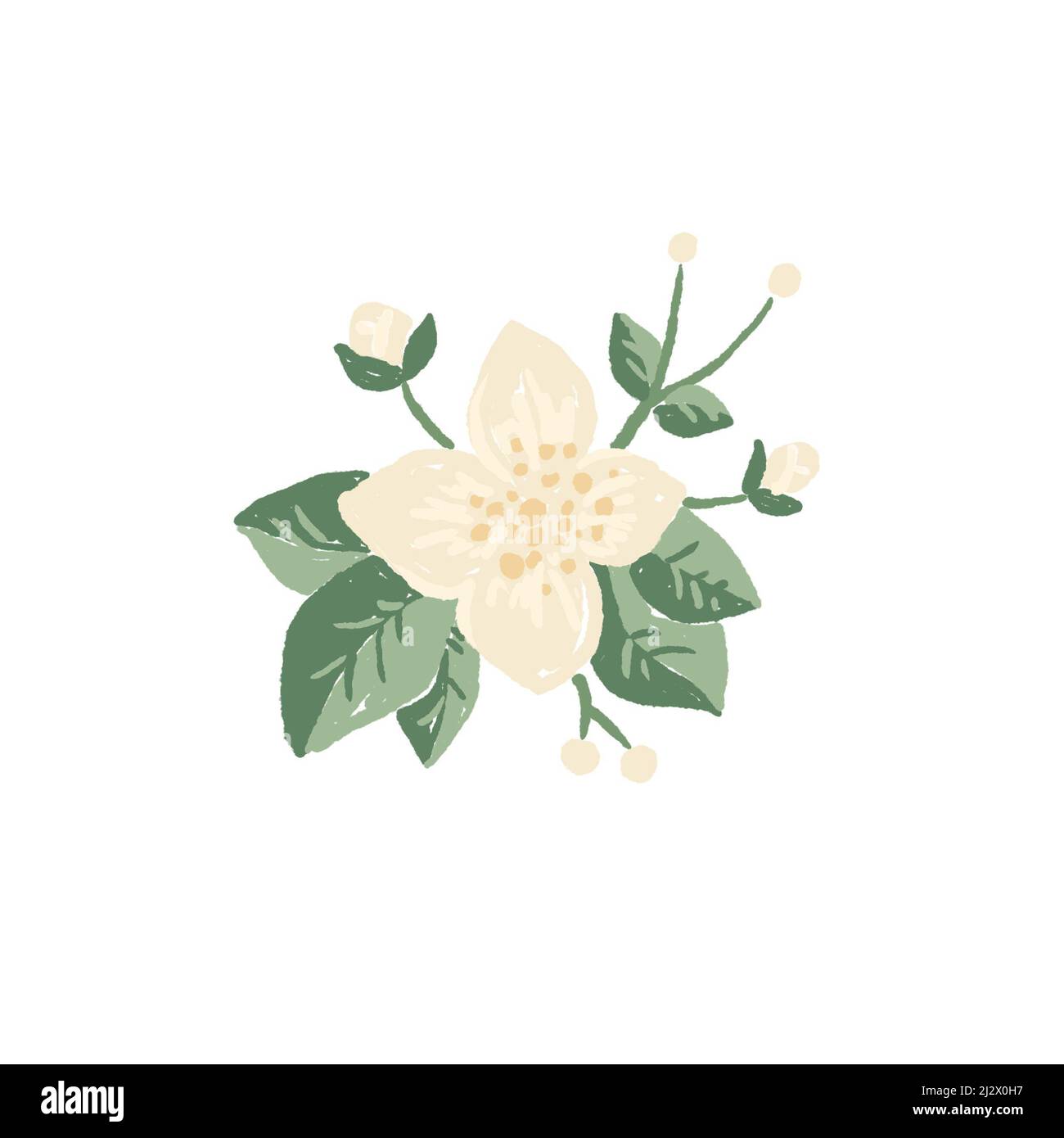 Fiori bianchi e gemme di rametto arancio pianta ramo con foglie verdi, illustrazione disegnata a mano di dogwood inglese isolato su bianco Foto Stock