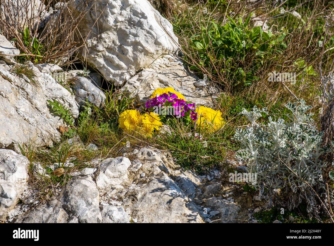 Comune primula e primula pelosa che cresce selvaggia. Noto anche come Primula acaulis e primula hirsuta Foto Stock