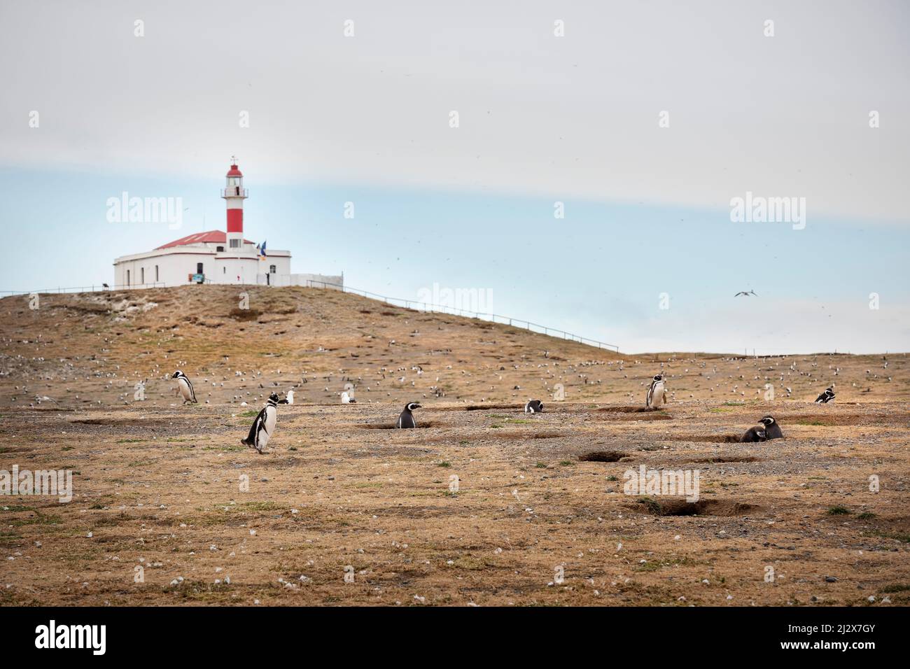 Colonia e faro di pinguini magellanici, Parco Nazionale dell'Isla Magdalena, Punta Arenas, Patagonia, Cile, Sud America Foto Stock