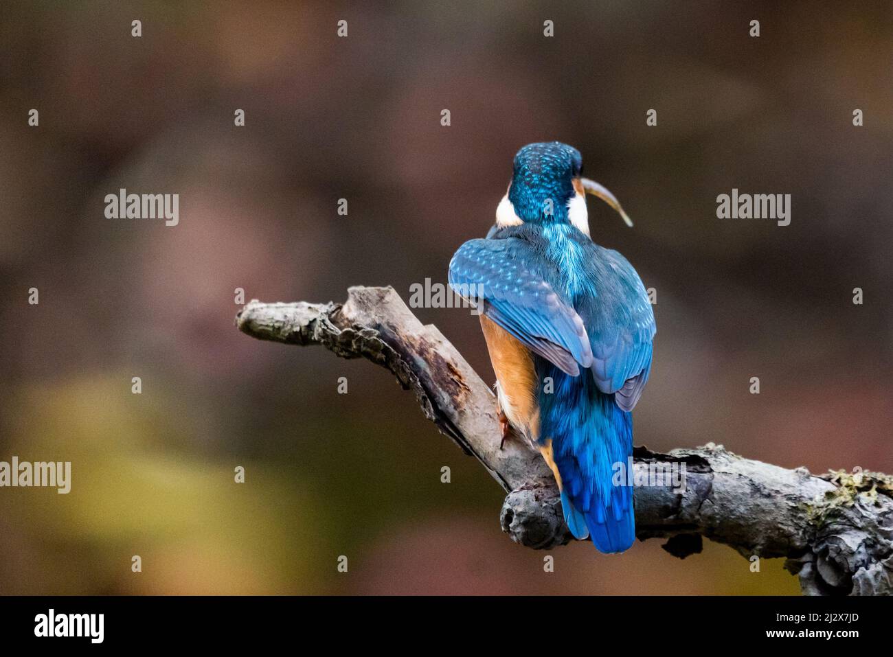 Interessato comune di Martin pescatore, alcedo atthis, arroccato nella natura dalla vista posteriore. Attraente uccello maschio con piumaggio blu brillante guardando lateralmente in sprin Foto Stock