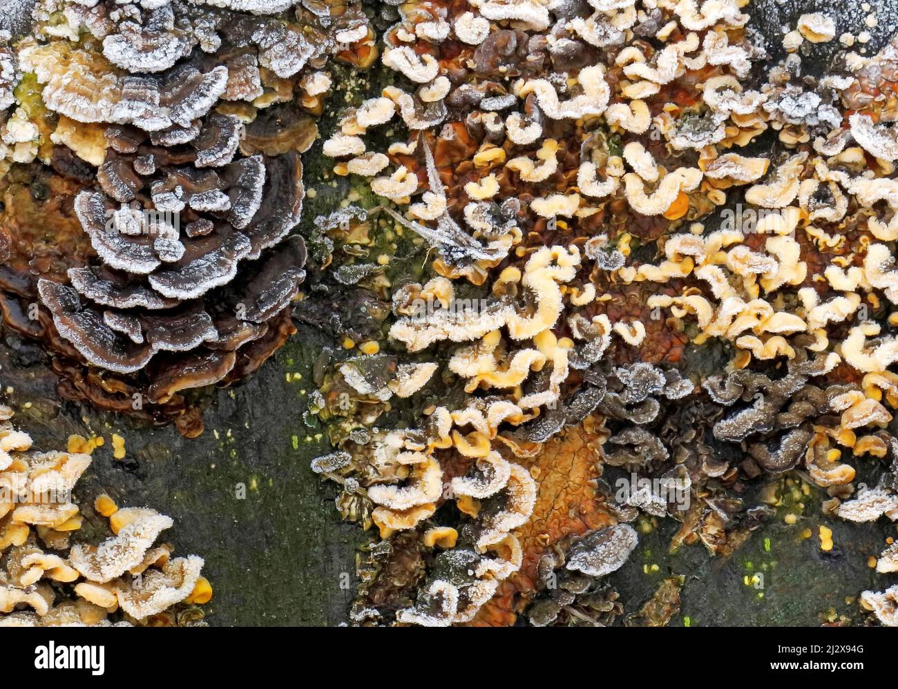 Gravi aggrappamenti di gelo a tronco di albero vestito in funghi ricoperti di gelo a fine autunno/inizio inverno su Cannock Chase AONB (area di straordinaria bellezza naturale Foto Stock